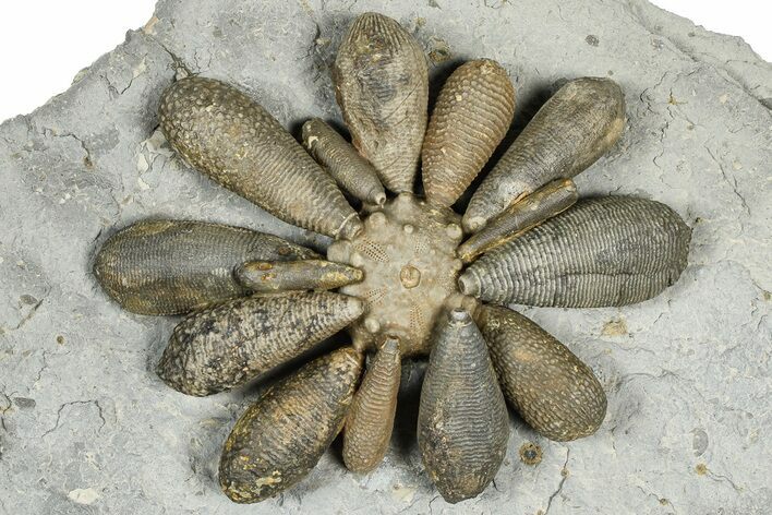 Jurassic Club Urchin (Asterocidaris) - Boulemane, Morocco #366898